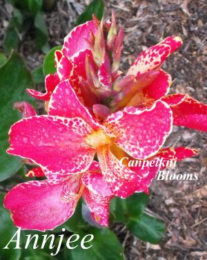 Darker Pink flowers on Canna Annjee with lots of cream