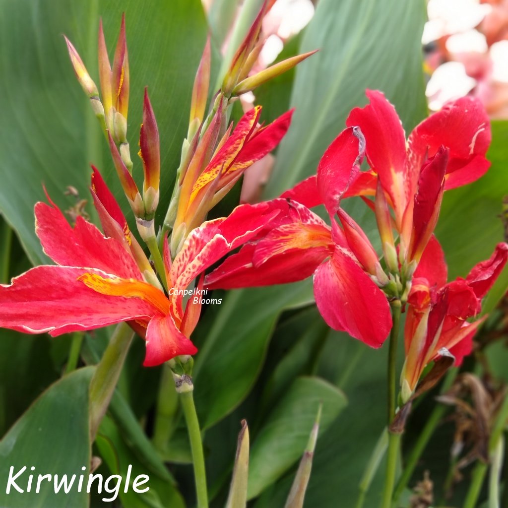 Canna Kirwingle Canna Kirwingle