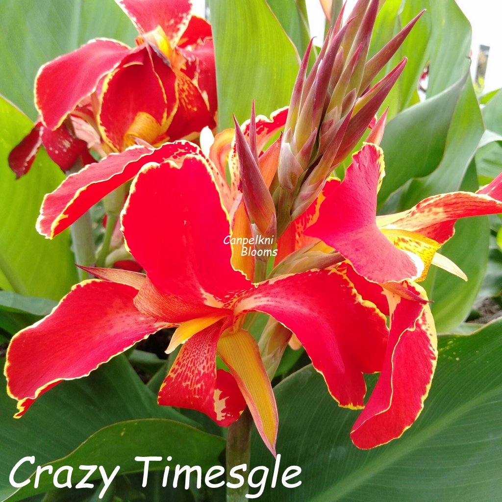 Canna Crazy Times Canna Crazy Times