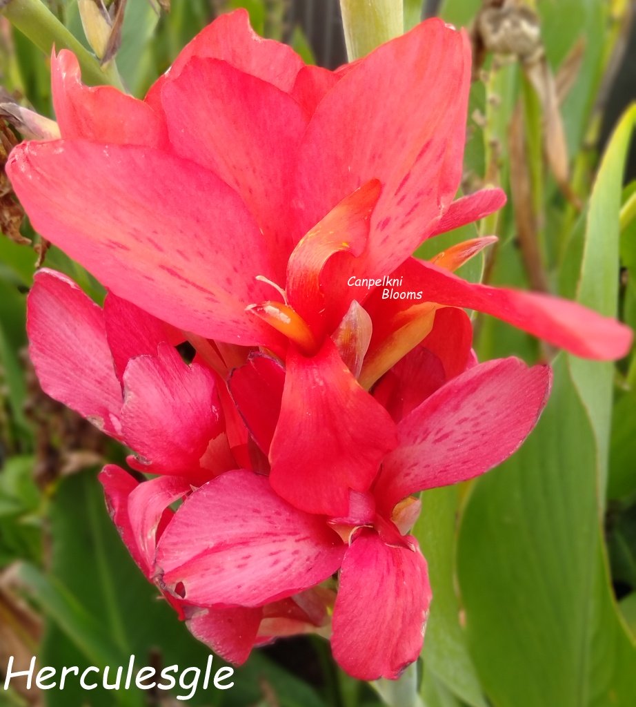 Canna Hercules Canna Hercules
