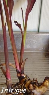 picture of canna rhizomes