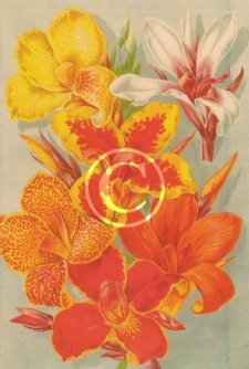 Colourful picture of mixed canna plants from the early Victorian days.