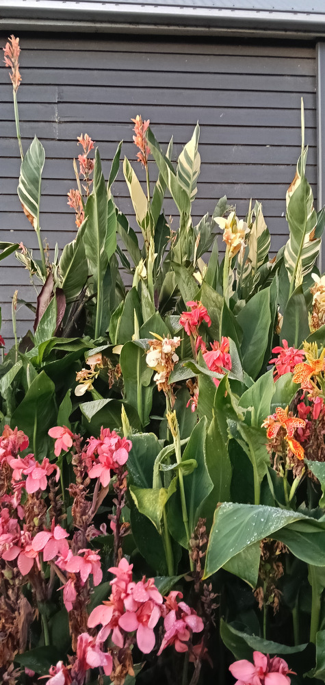 Dwarf, Medium, tall and Giant cannas in the garden