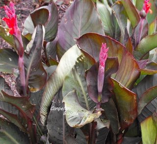 small red first flowering canna in the garden 2010