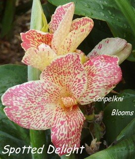 Cannas in Australia Spotted Delight