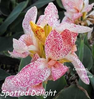 beautiful spotted cannas of Spotted Delight