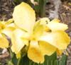 Unknown Yellow Spotted Very Short Canna