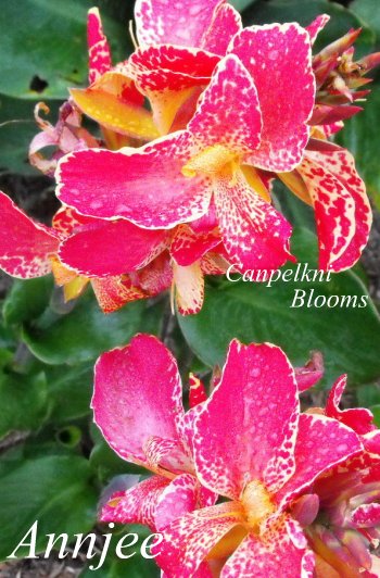 canna Annjee with tropical pink garden flowers