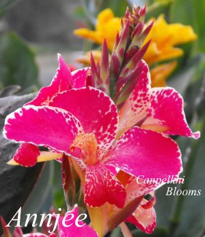 canna Annjee from Australia with tropical pink flowers