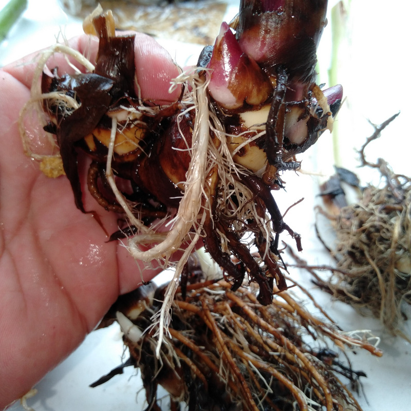 Canna Rhizome Divisions