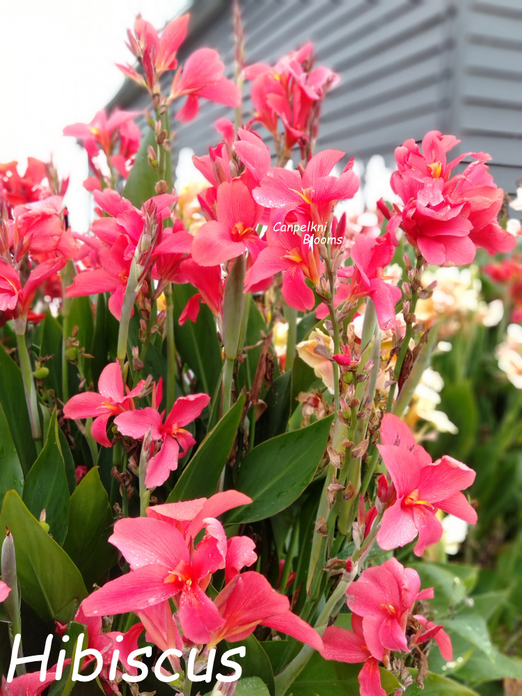 canna Hibiscus