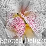 All about the canna Spotted Delight