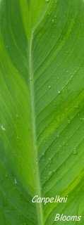 colorful garden plants with striped foliage