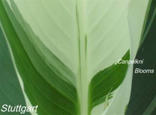 picture of foliage plant canna stuttgart