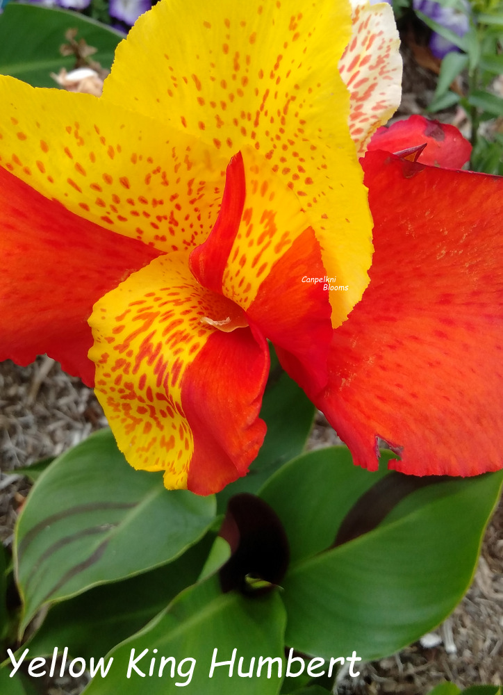 striped canna leaves on garden plants Yellow King Humbert Canna Yellow King Humbert