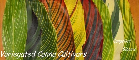 Variegated plant leaves of different cannas 