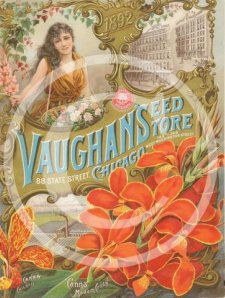 Vaughan’s Seed Store Chicago, New French Gladiolus Flowered Cannas, the many beautiful varieties raised and sent out have made rapid strides in popular favour and demand.