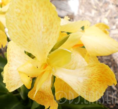 Closeup of Unknown Very Short Canna