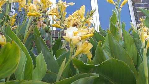 yellow canna lillies growing at Maribyrnong.