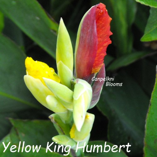 Yellow King Humbert aka Cleopatra