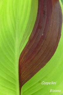 striped canna leaves on garden plants Yellow King Humbert
