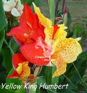 picture of garden plant Yellow King Humbert