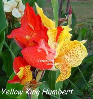 yellow king humbert